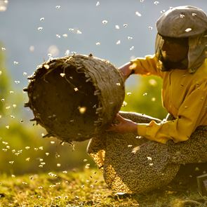 Ποιο είναι το Honeyland που είναι υποψήφιο σε δύο κατηγορίες για <em>Όσκαρ</em>
