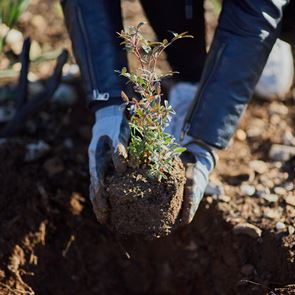 Η Παπαστράτος φυτεύει 70.000 δέντρα