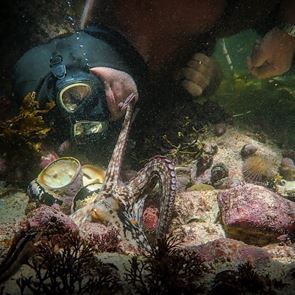 Δεν περιμένεις να κλάψεις με ένα ντοκιμαντέρ για χταπόδι αλλά θα συμβεί
