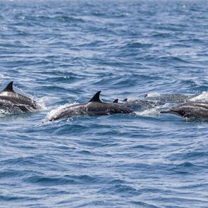 Υπάρχει λόγος που ο πόλεμος στην Ουκρανία σκοτώνει εκατοντάδες δελφίνια