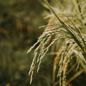 O υδατάνθρακας που δεν χρειάζεται να αποφεύγεις να τρως