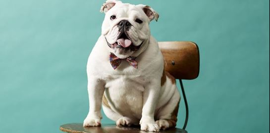 Πώς θα δέσεις σωστά το παπιγιόν