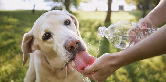Τι δεν πρέπει ποτέ να πιει ο σκύλος σου
