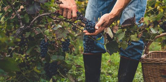 Η αναγέννηση του ελληνικού κρασιού