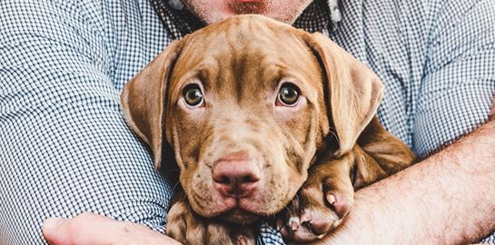 Κι όμως, οι αγκαλιές δεν αρέσουν στον σκύλο σου