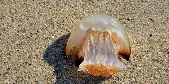 Τσιμπήματα στις διακοπές: Πώς να τα αντιμετωπίσεις