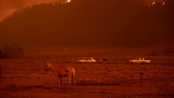 3 δισεκατομμύρια ζώα χάθηκαν στις πυρκαγιές της Αυστραλίας
