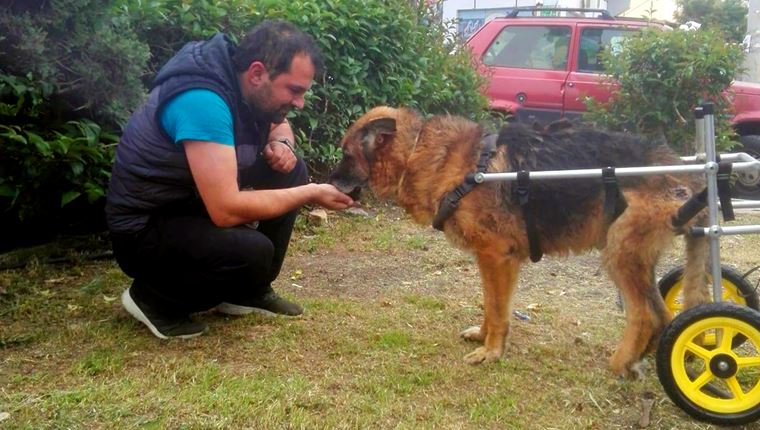 Ο Βασίλης Τζιγκούρας έχει φτιάξει πάνω από 1.200 αναπηρικά αμαξίδια για ζώα